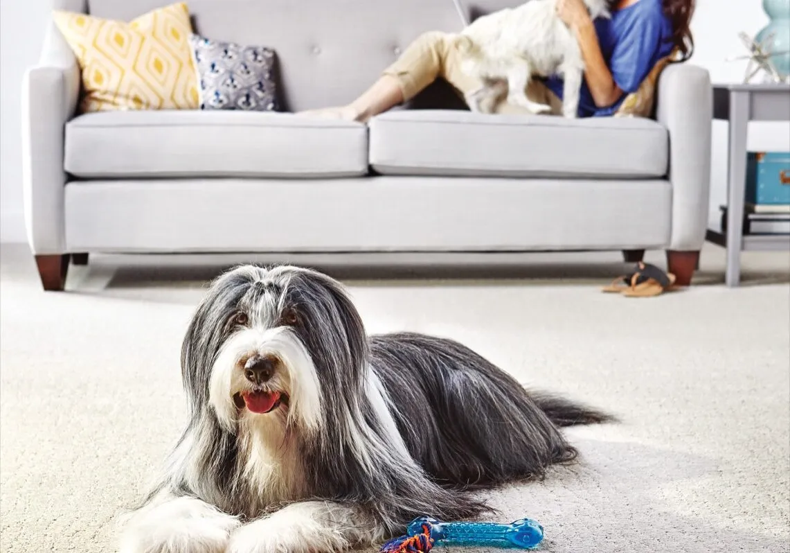 Dog On Carpet Flooring | Carpet Barn
