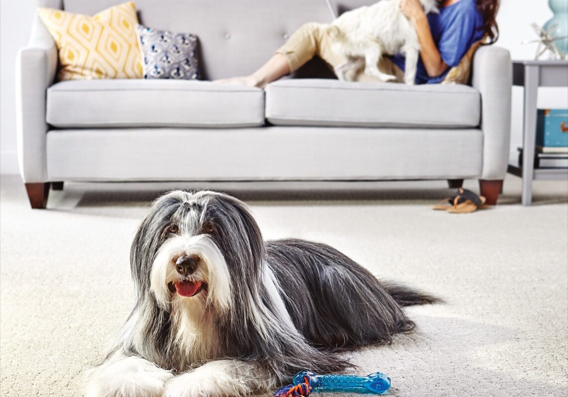 Dog laying down and Cocker Spaniel on couch by model | Carpet Barn